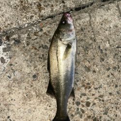 まだバチパターン