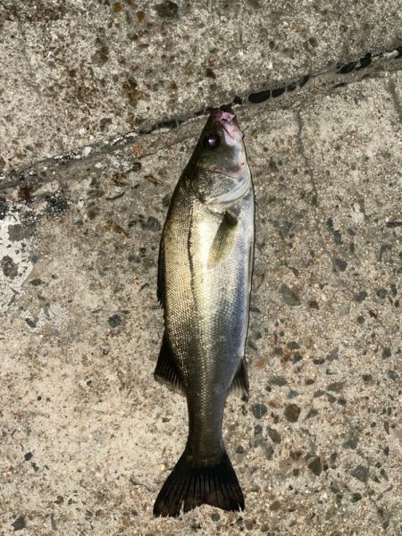 まだバチパターン