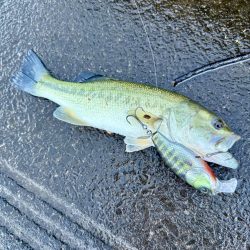 大雨の後の夕まずめ