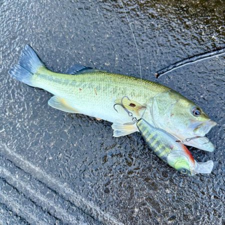 大雨の後の夕まずめ
