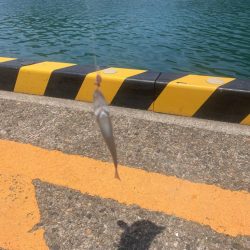 ちょい投げキス好調