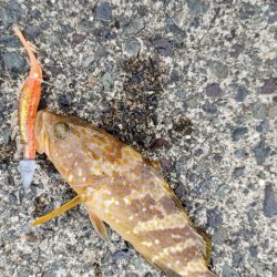 イカもサゴシもいません根魚はいます