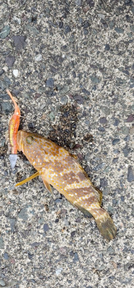 イカもサゴシもいません根魚はいます