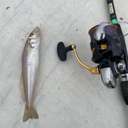 いいサイズのキスが釣れました