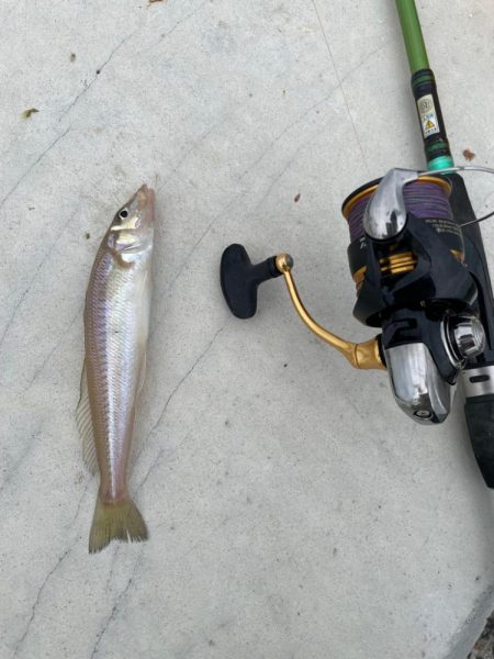 いいサイズのキスが釣れました