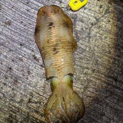 春アオリイカ5回目