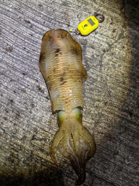 春アオリイカ5回目