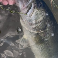 淀川モンスター！