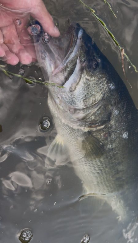 淀川モンスター！