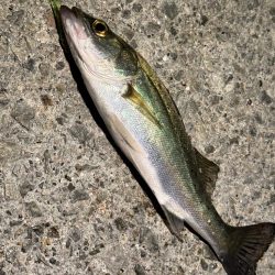 ヒイカ来ました！！