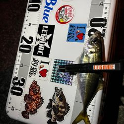 最近の目標は3匹アジング