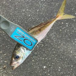 朝マズメのアジ狙いで8匹GET