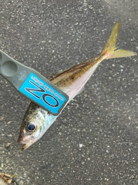 朝マズメのアジ狙いで8匹GET