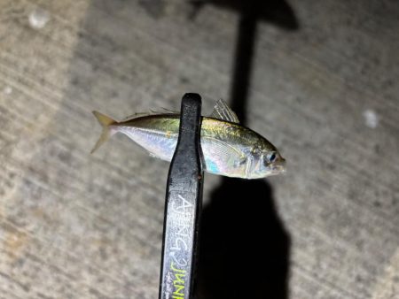 極豆／ミニマム勝負