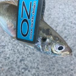 朝マズメのアジ狙いで10匹GET