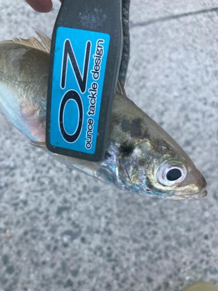 朝マズメのアジ狙いで10匹GET