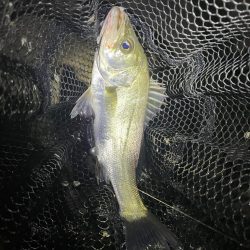 淀川ブリームゲーム