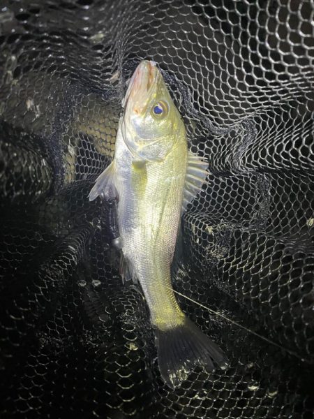 淀川ブリームゲーム