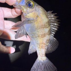 久しぶりの爆釣メバリング