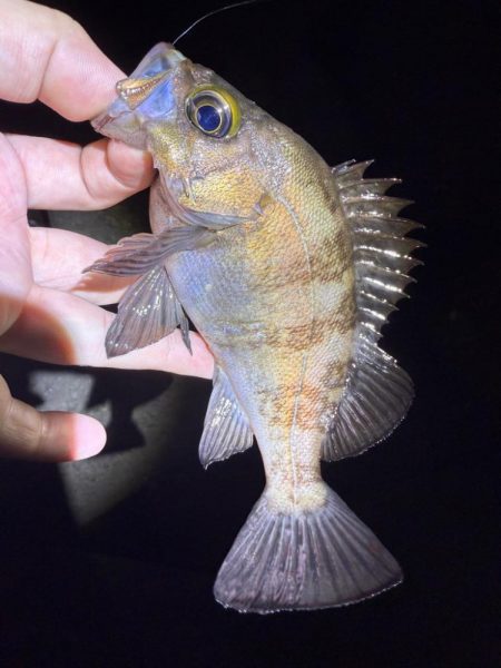 久しぶりの爆釣メバリング