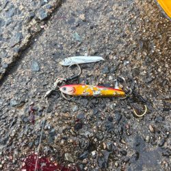 マイクロベイト