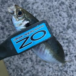 朝マズメのアジ狙いで8匹GET