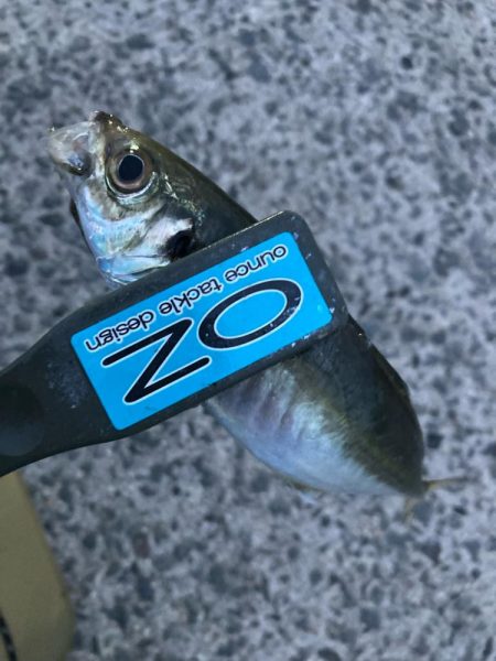 朝マズメのアジ狙いで8匹GET