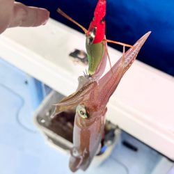 ケンサキイカ/イカメタル・オモリグ