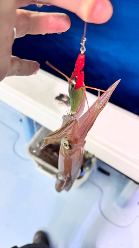 ケンサキイカ/イカメタル・オモリグ