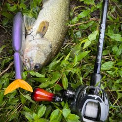 淀川タイニーフィッシュ