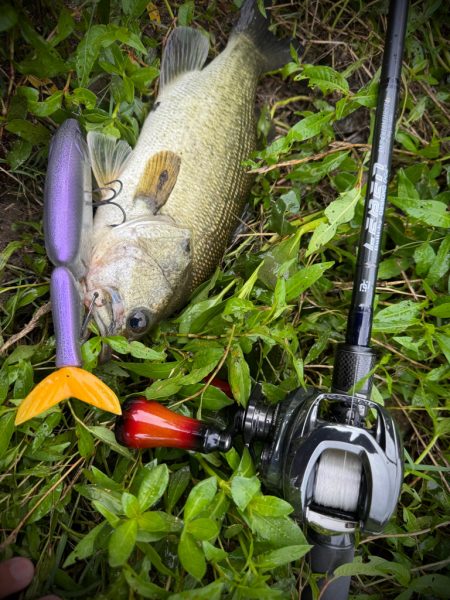 淀川タイニーフィッシュ