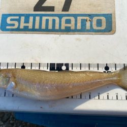 シロギスタのヒイラギスレイヤー