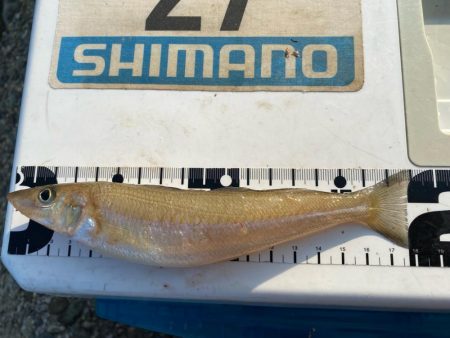 シロギスタのヒイラギスレイヤー