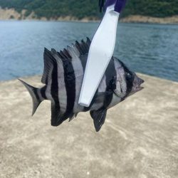 ライトエサ釣り　五目チャレンジ