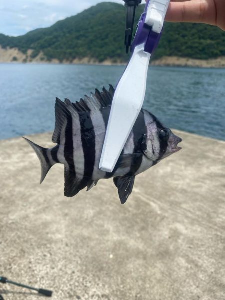 ライトエサ釣り　五目チャレンジ