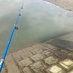 意外と大きいハゼも