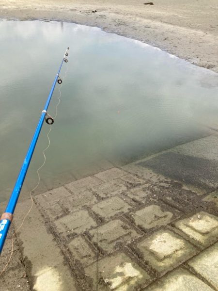 意外と大きいハゼも