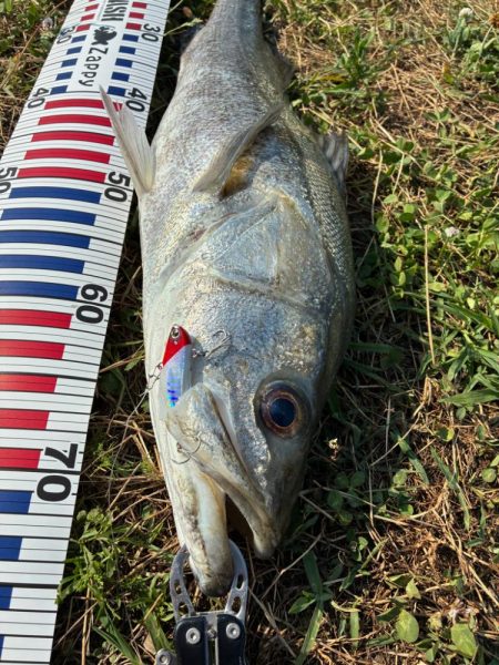 自己記録更新の75センチ