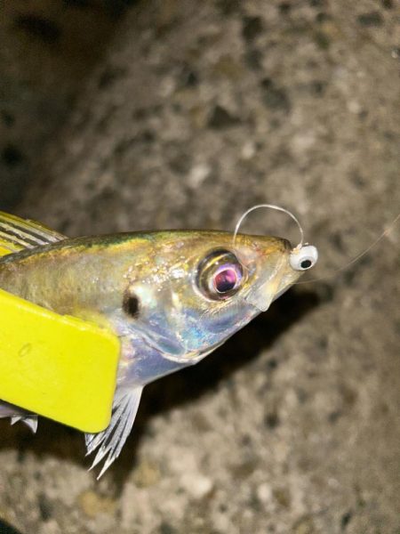 アジカサゴタコ