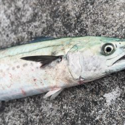 ライトショアジギング