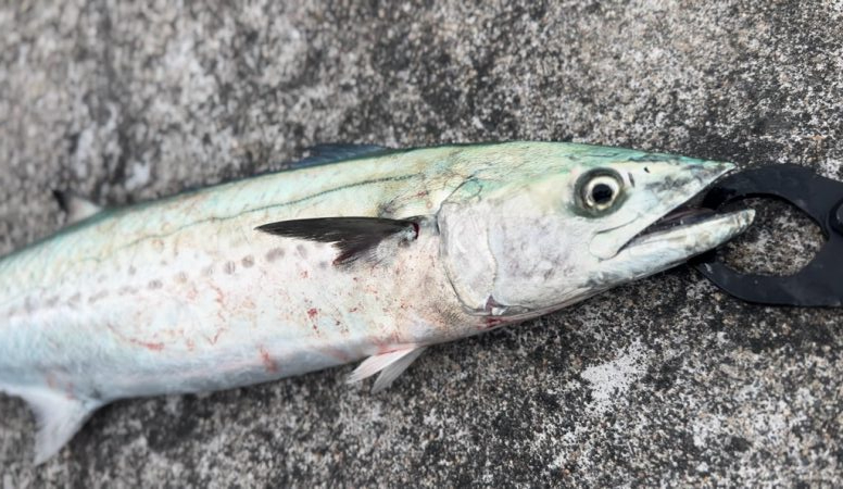 ライトショアジギング