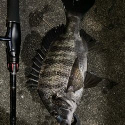 チニング〜デイandナイト