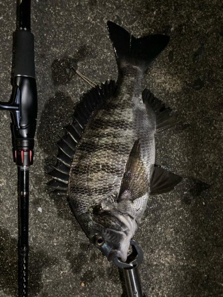 チニング〜デイandナイト