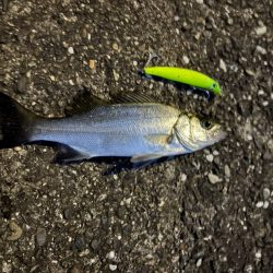 シーバスフィッシング