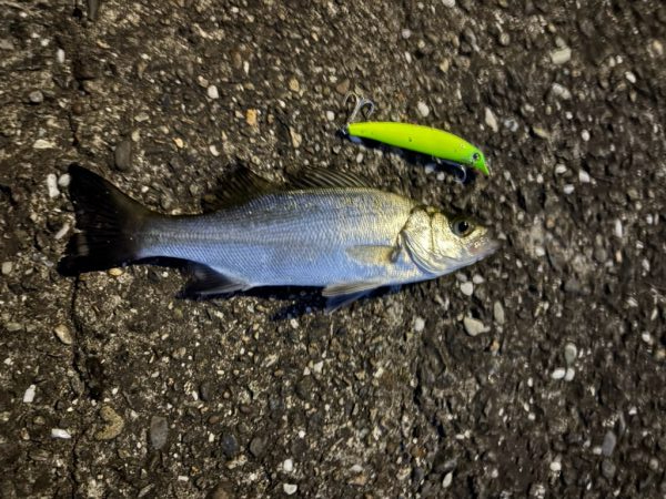 シーバスフィッシング