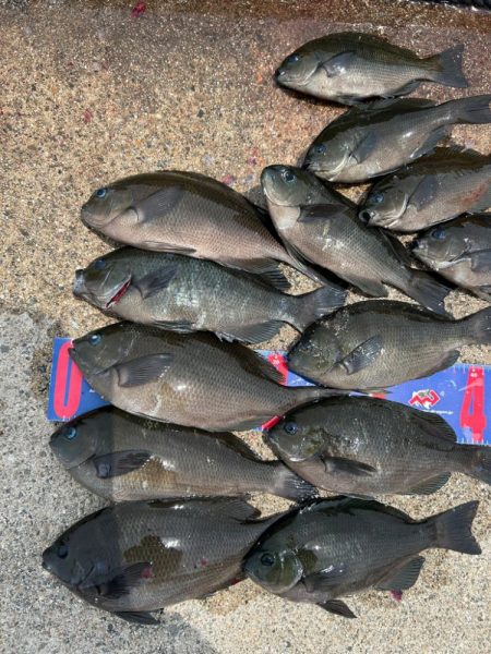 魚津港フカセ釣り