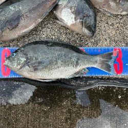 魚津港 フカセ釣り