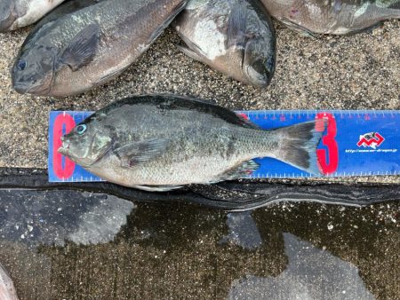 魚津港 フカセ釣り