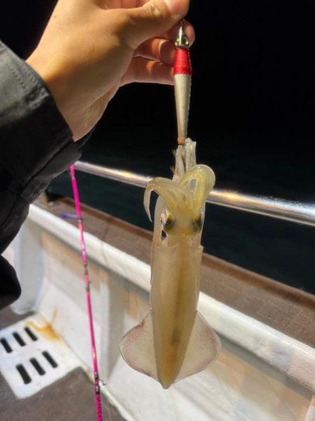 和歌山イカメタル