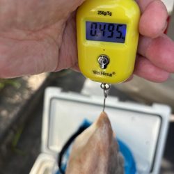 今季初タコ調査